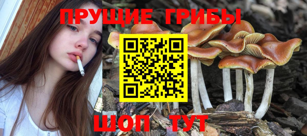Псилоцибиновые грибы Cubensis  Галлюциногенные грибы прущие грибы  Челябинск 